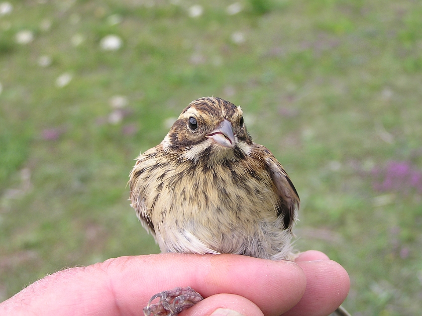 Common Reed Bunting, Sundre 20050729